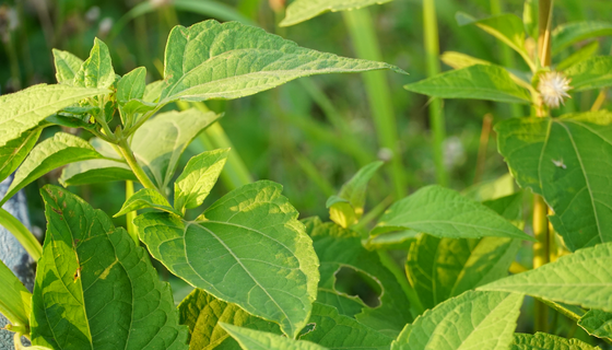 欧博ABG·[中国]官网登录入口